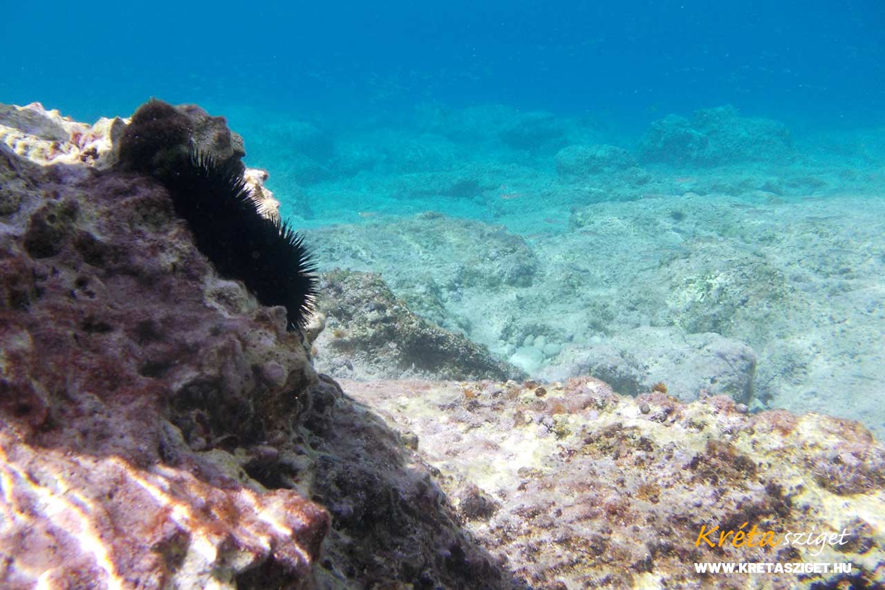 Búvárkodás Kréta szigeten, hol érdemes merülni